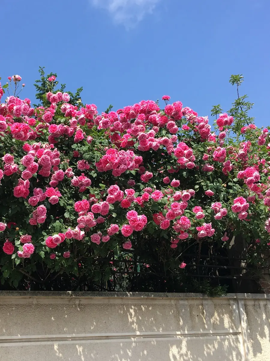 pink flowers with green leaves